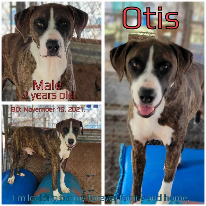 Otis