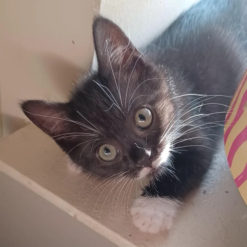 A baby small-sized female Black Domestic Short Hair cat named S Litter  Sequoia for adoption in Washington, DC