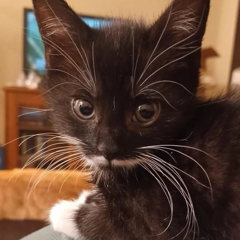 S Litter  Sequoia thumbnail 3