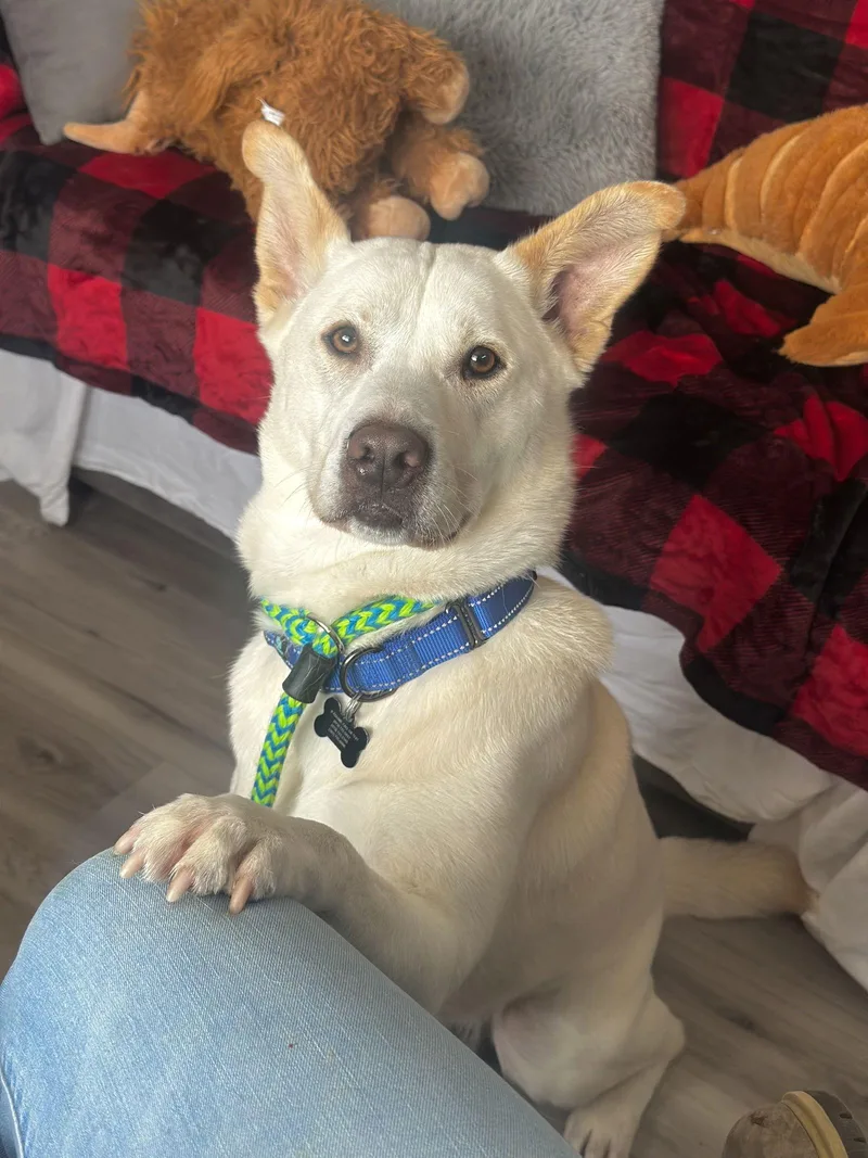 Rocket Dixon thumbnail 3