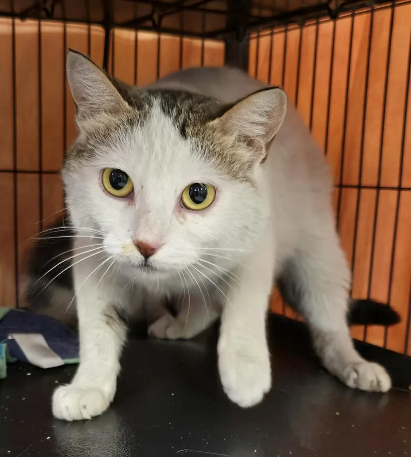 An adult medium-sized female Domestic Short Hair cat named Gigi for adoption in Dickson, TN