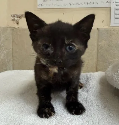 A baby small-sized female Domestic Short Hair cat named Rika for adoption in Honolulu, HI