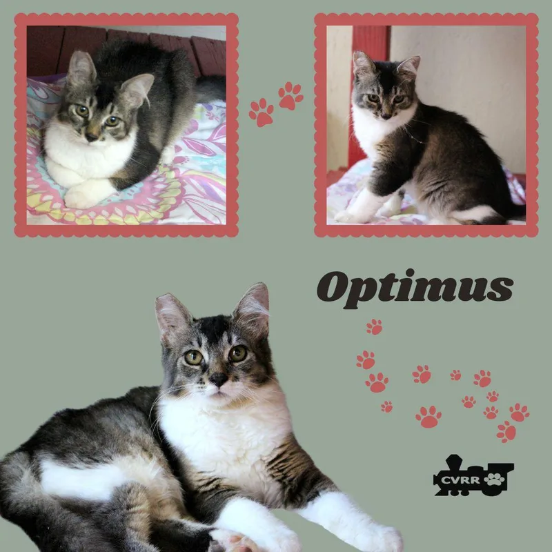 Optimus