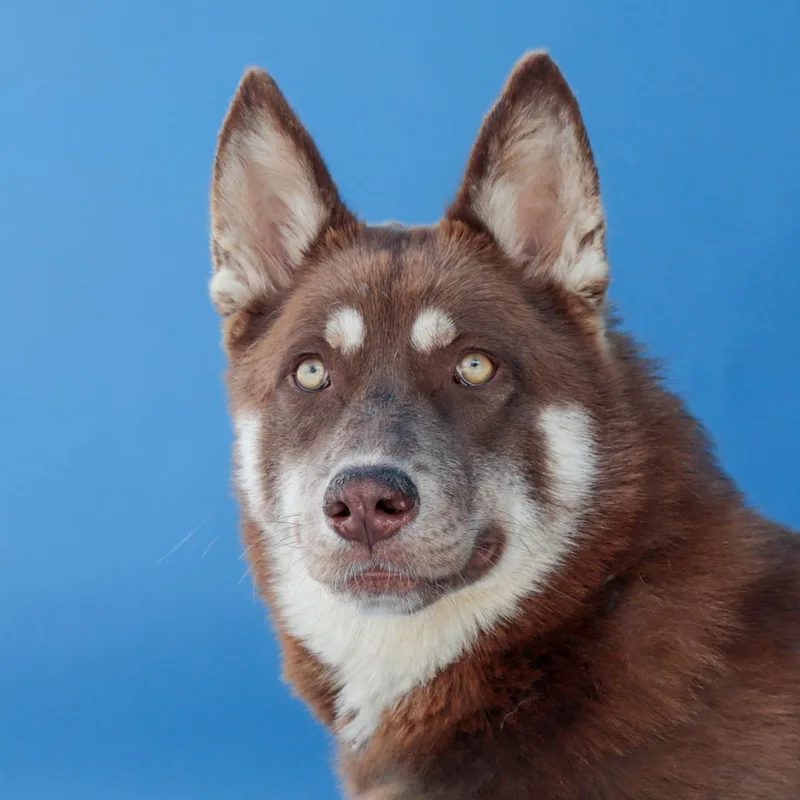 A young medium-sized female Siberian Husky dog named Brownie for adoption in Pasadena, CA