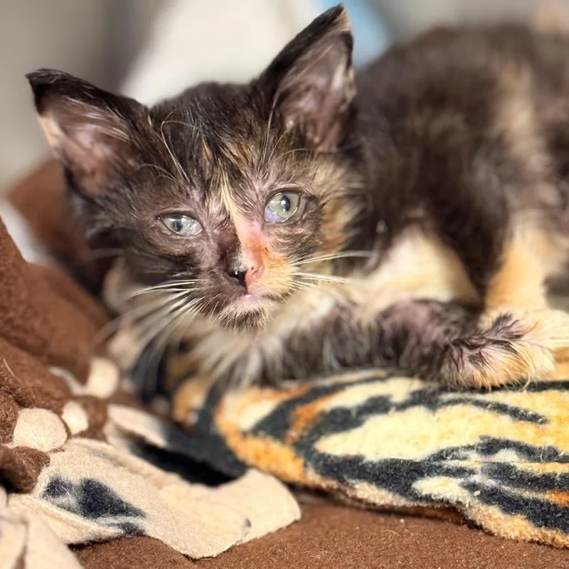 A baby small-sized female Domestic Short Hair cat named Rain for adoption in Cumming, GA