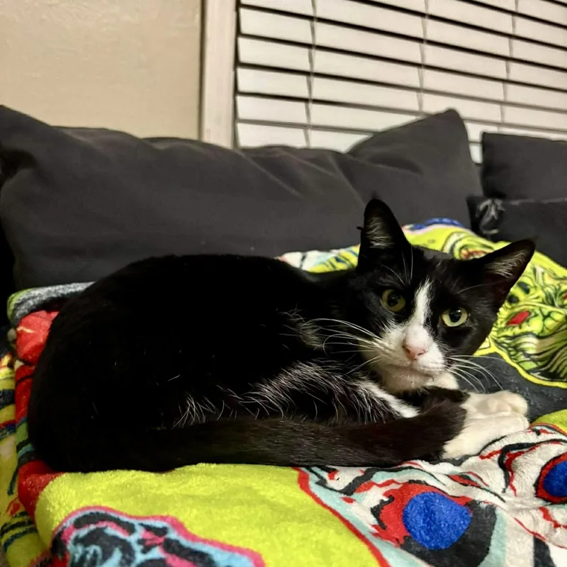 An adult medium-sized female Black & White / Tuxedo Domestic Short Hair cat named Tuxedo for adoption in Baytown, TX