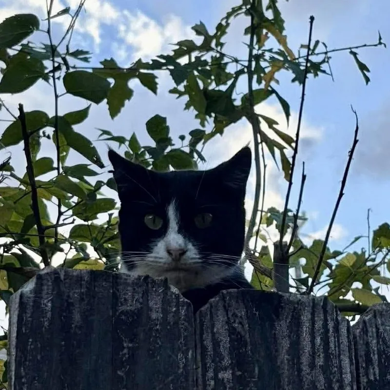 Tuxedo thumbnail 4