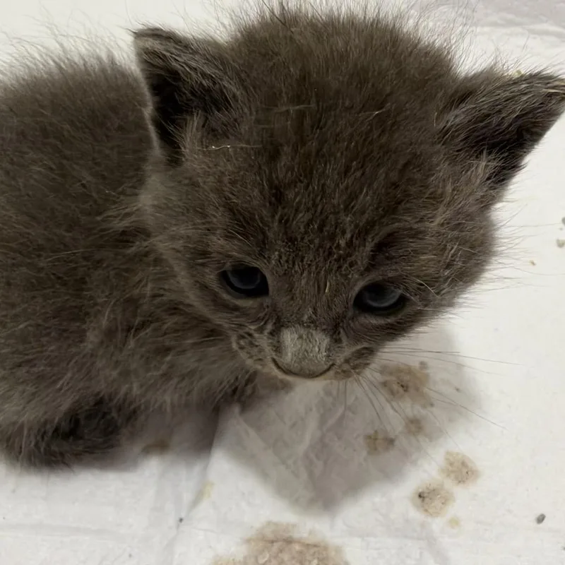 A baby small-sized male Domestic Short Hair cat named Babadook for adoption in Long Beach, CA