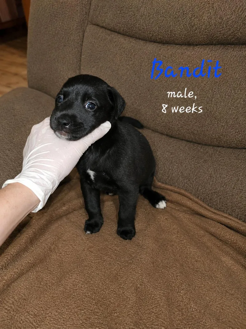 A baby medium-sized male Labrador Retriever dog named Bandit for adoption in Carmel, NY