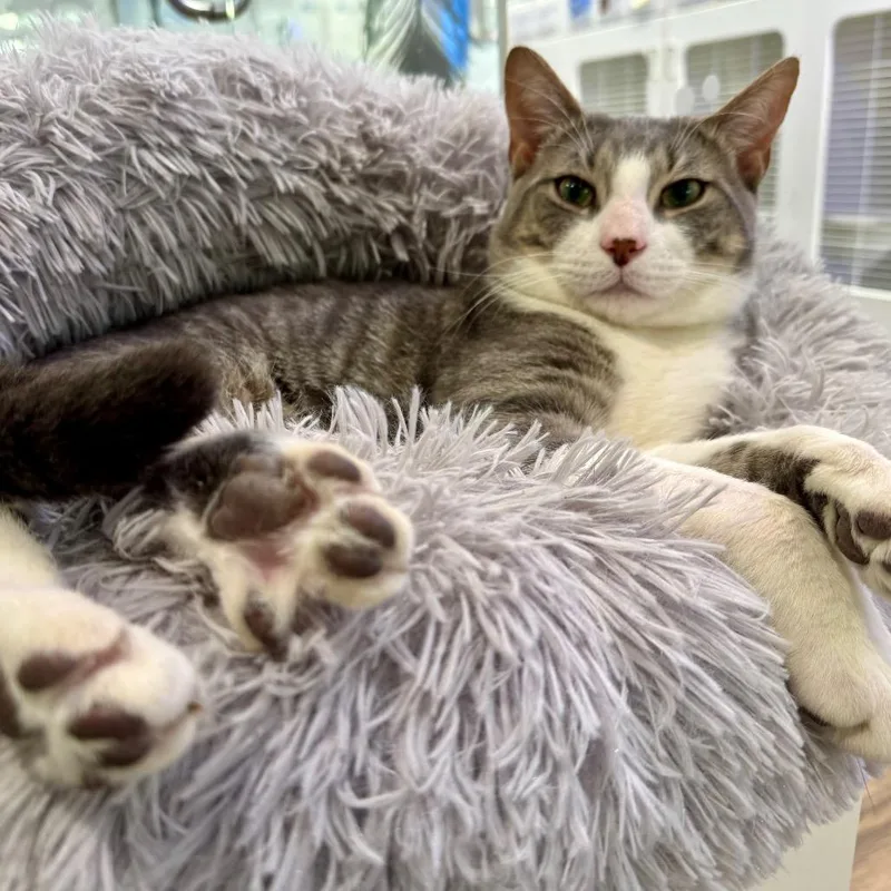 Mr. Smith thumbnail 2