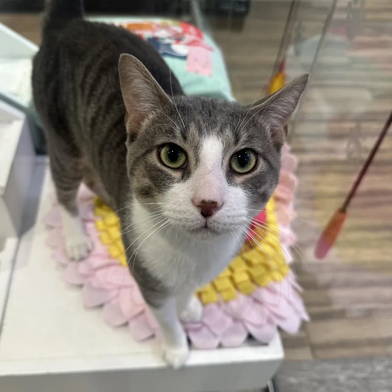 Mr. Smith thumbnail 3