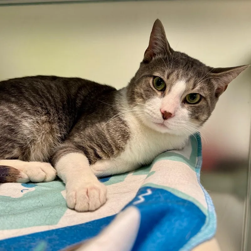 Mr. Smith thumbnail 6