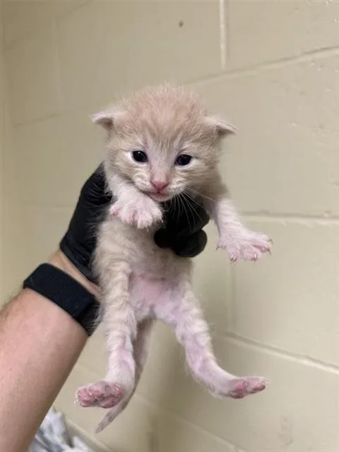 A baby small-sized female Domestic Short Hair cat named Valencia for adoption in Sacramento, CA