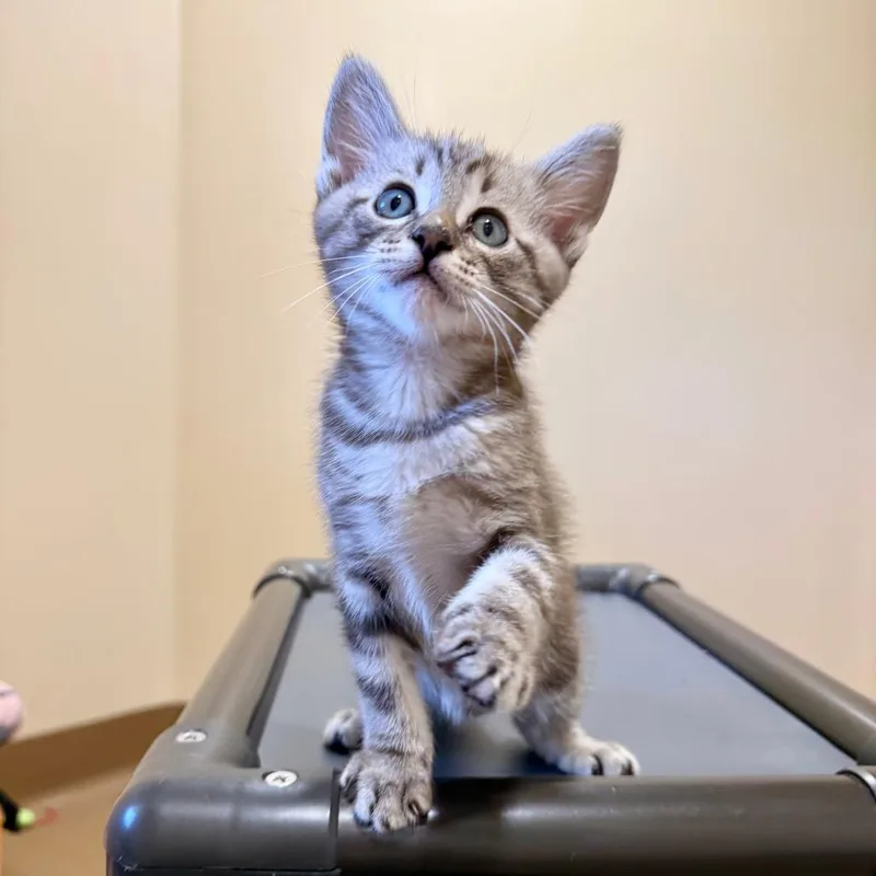A baby small-sized male Gray / Blue / Silver Domestic Short Hair cat named Saguaro for adoption in Agoura Hills, CA
