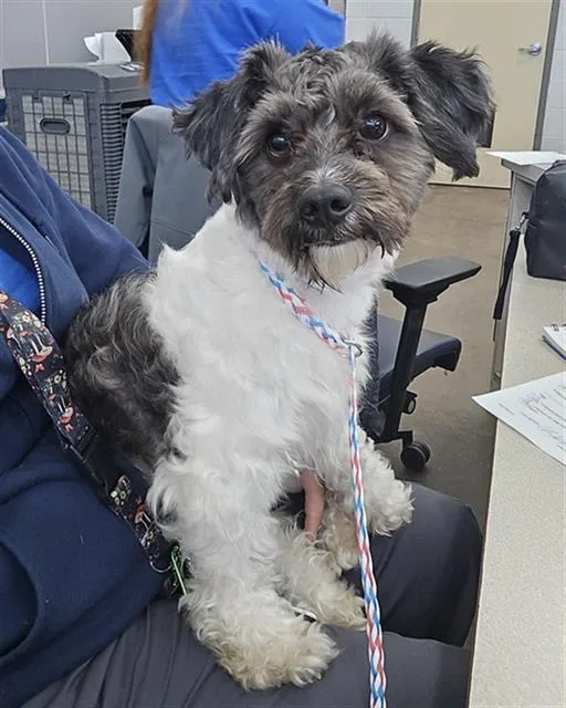 An adult small-sized male Mixed Breed dog named Humphrey for adoption in Dallas, TX