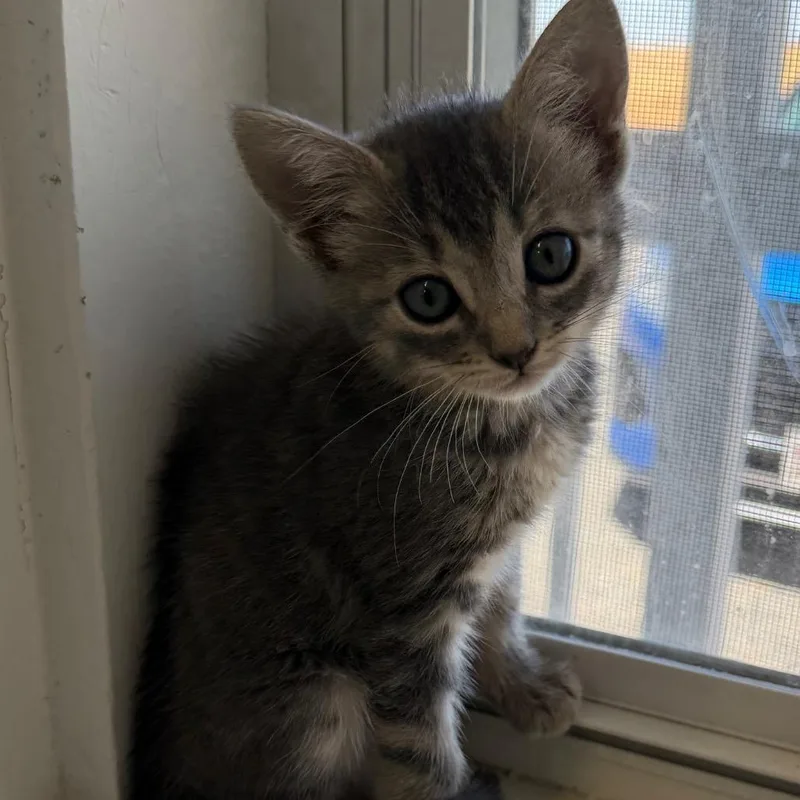 A baby small-sized male Black Domestic Short Hair cat named Rhodi for adoption in Floresville, TX