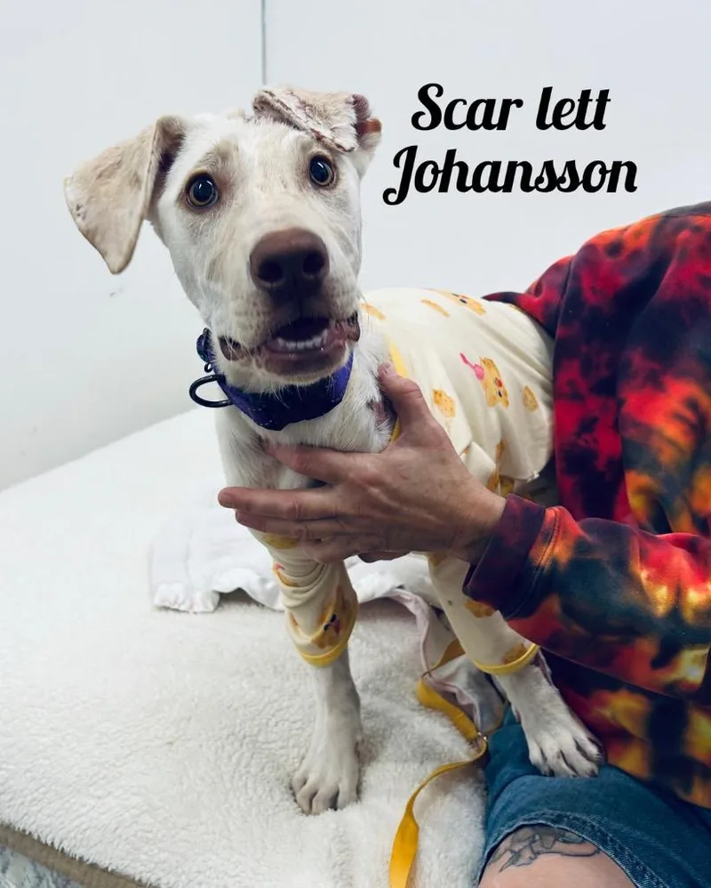 A baby small-sized female Labrador Retriever dog named Scar Lett Johansson for adoption in Jacksonville, IL