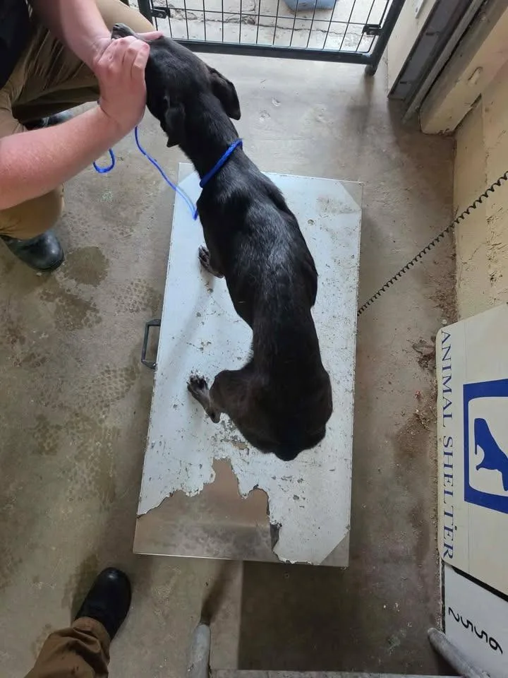 A baby medium-sized female Labrador Retriever dog named Shakira for adoption in Shelbyville, TN