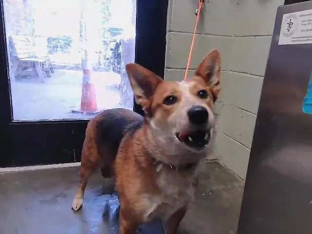 An adult medium-sized female Australian Cattle Dog / Blue Heeler dog named Willow for adoption in Tulsa, OK