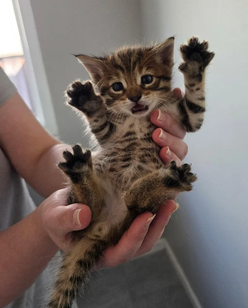 A baby medium-sized male Domestic Short Hair cat named Tarragon for adoption in San Jose, CA