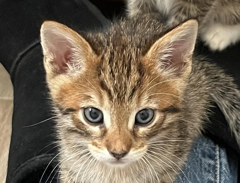 Tarragon thumbnail 2