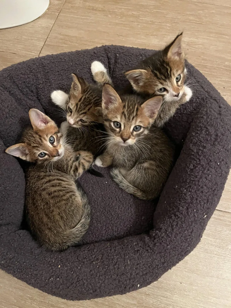 Tarragon thumbnail 3