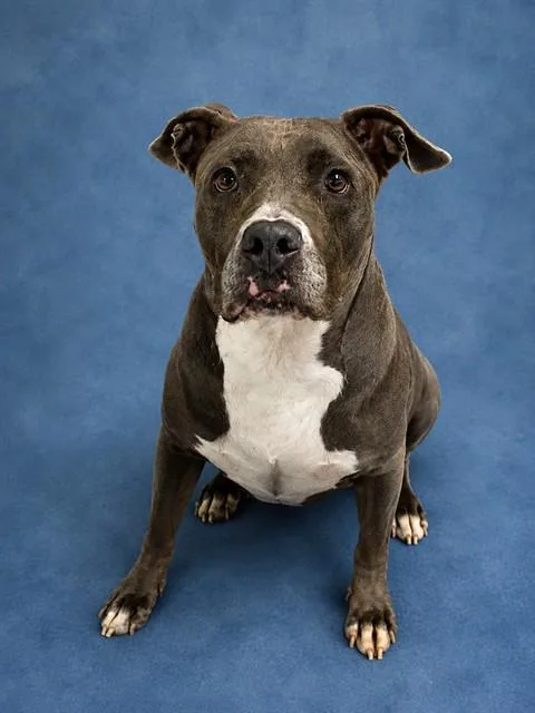 An adult medium-sized female Pit Bull Terrier dog named Dream for adoption in Westminster, MD