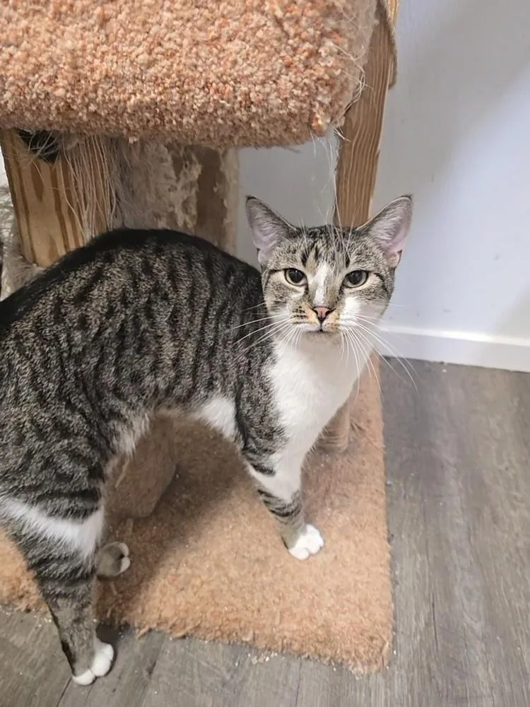 An adult medium-sized male Domestic Short Hair cat named Gouda for adoption in Pittstown, NJ