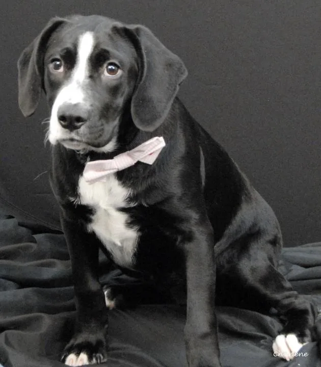 A young medium-sized female White / Cream Plott Hound dog named Noble for adoption in Newland, NC
