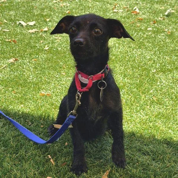 A young small-sized female Wirehaired Terrier dog named Meatloaf Marilyn for adoption in Walnut Creek, CA