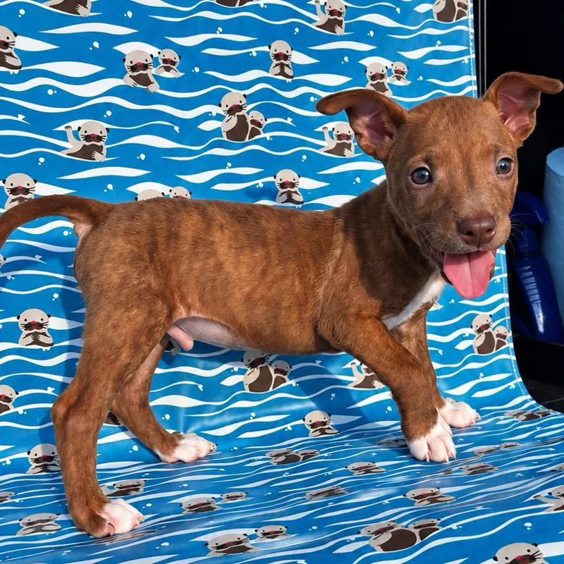 A baby small-sized male Terrier dog named Trey for adoption in Grand Bay, AL