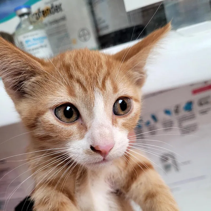A baby small-sized male Domestic Short Hair cat named Tigger for adoption in Allyn, WA