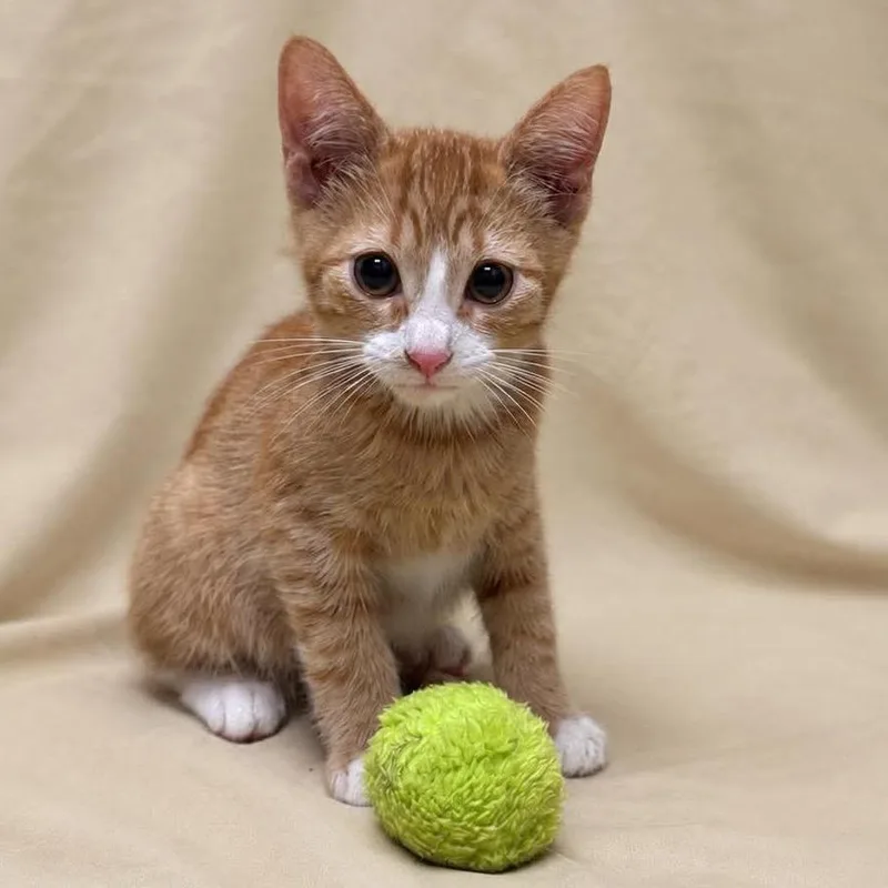 Tigger thumbnail 2