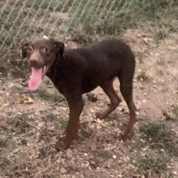 A young large-sized male Labrador Retriever dog named Hewitt for adoption in Medfield, MA