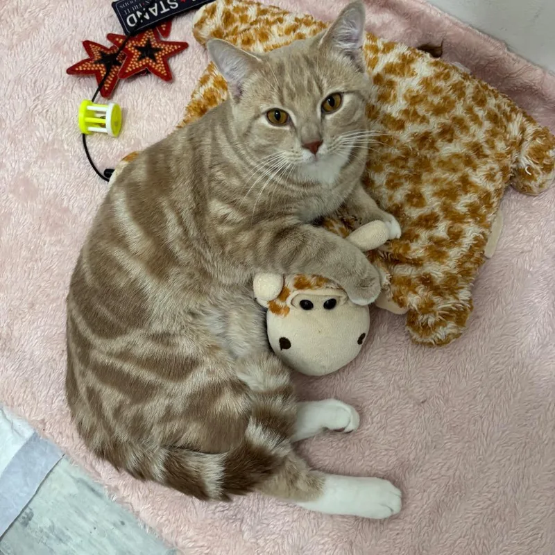 An adult large-sized male Orange / Red Domestic Short Hair cat named Mr Darcy for adoption in Middle Village, NY