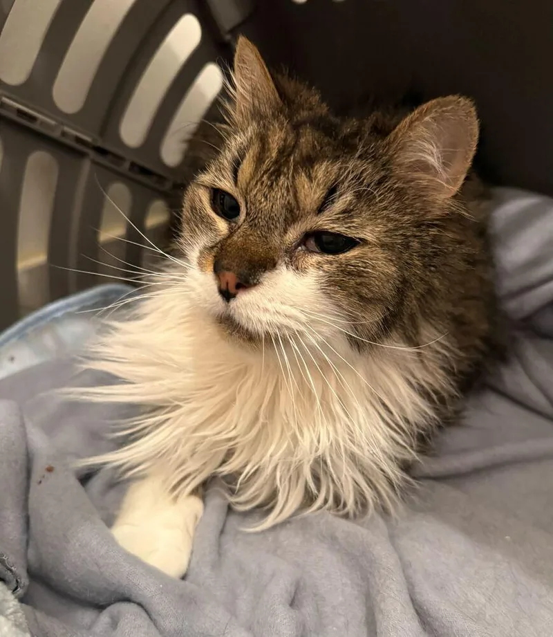 A senior medium-sized female Domestic Long Hair cat named Casey for adoption in Milltown, NJ