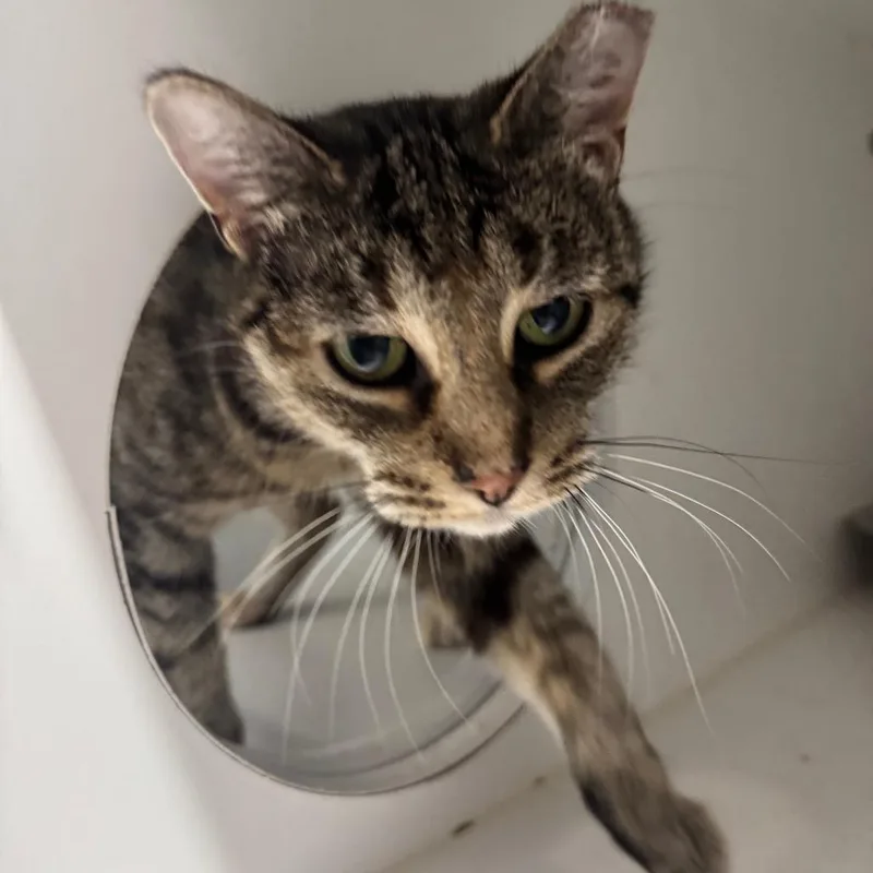 An adult medium-sized female Torbie Domestic Short Hair cat named Katie for adoption in Dearborn, MI