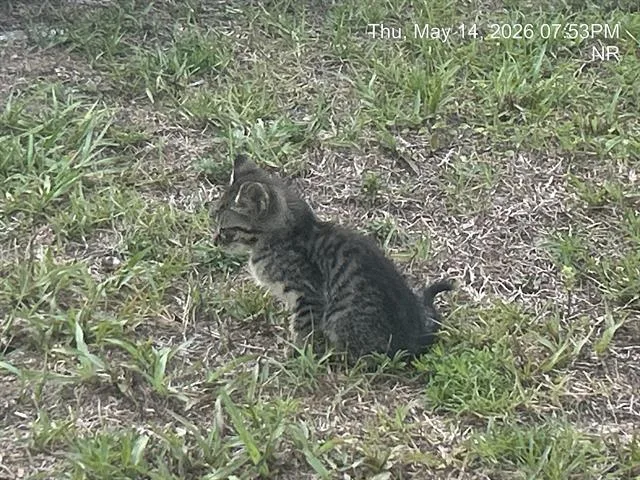 A baby small-sized female Domestic Short Hair cat named Erin for adoption in Ocala, FL