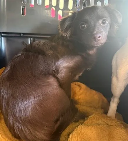 Coco