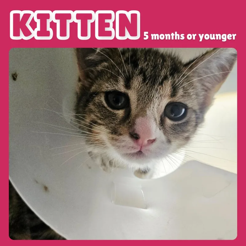 A baby small-sized female Brown / Chocolate Domestic Short Hair cat named Diamonds for adoption in Gainesville, FL