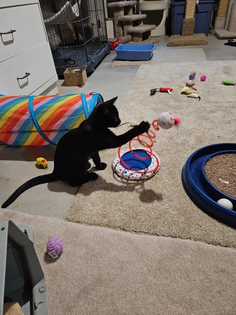 A baby small-sized male Domestic Short Hair cat named Chopin for adoption in Minnetonka, MN