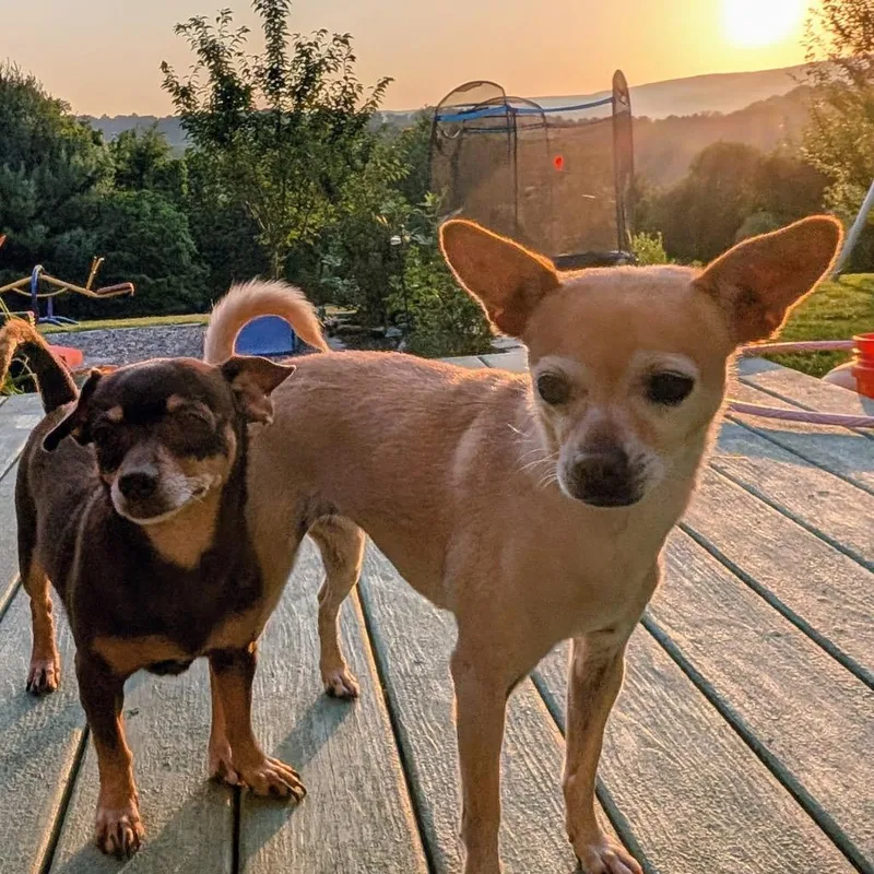 An adult small-sized female Chihuahua dog named Coco BONDED PAIR for adoption in Chantilly, VA