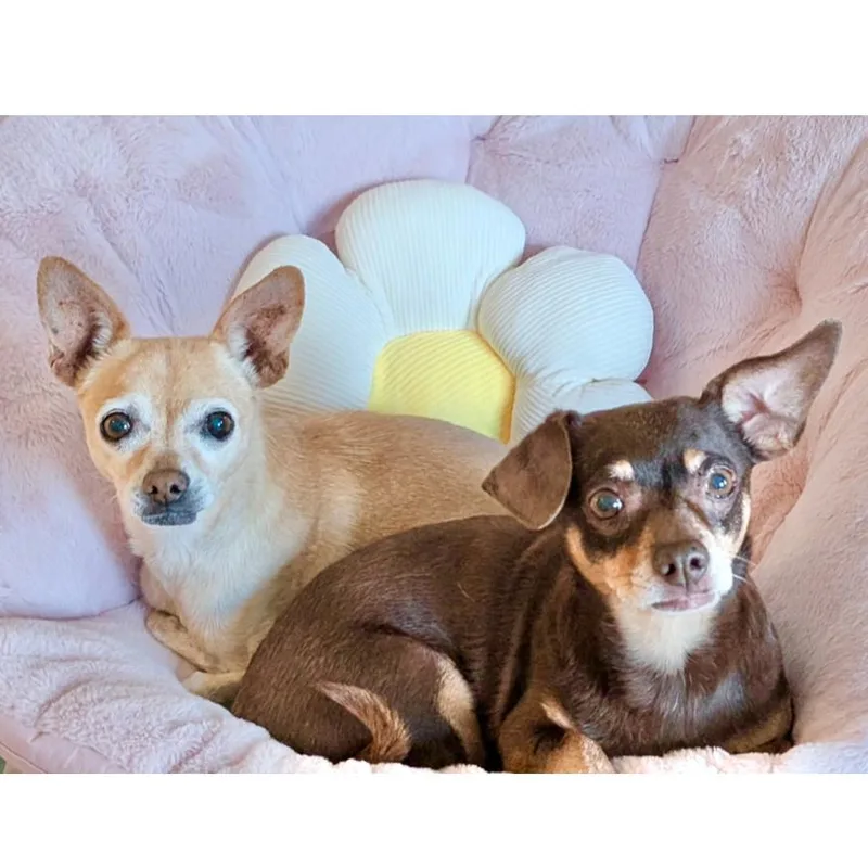 Coco BONDED PAIR thumbnail 2