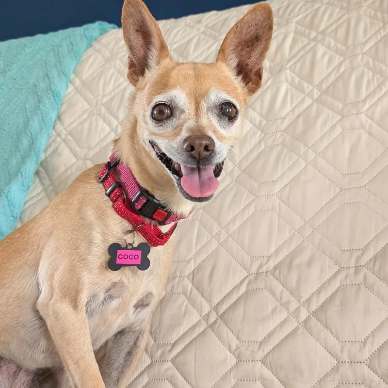 Coco BONDED PAIR thumbnail 3