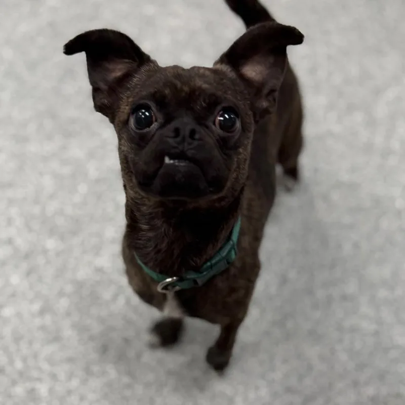 An adult small-sized male Brindle Pug dog named Mucho for adoption in Monticello, IA