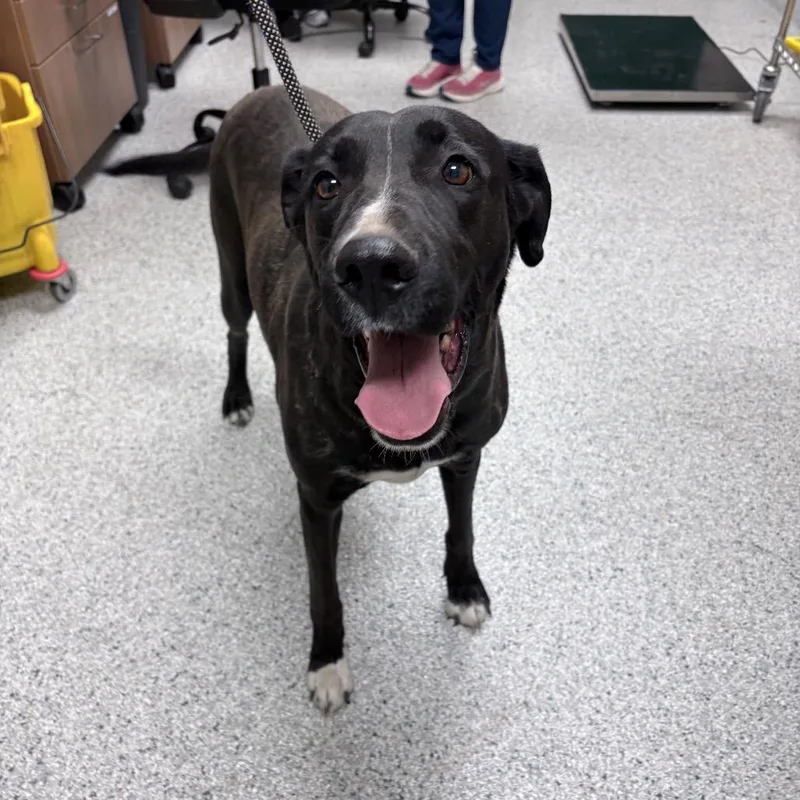 An adult large-sized female Black Labrador Retriever dog named Sparky for adoption in Reno, NV