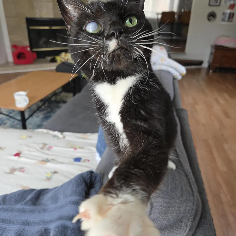 A senior medium-sized female Black & White / Tuxedo Domestic Short Hair cat named Chicken Chica Masala for adoption in Royal Oak, MI