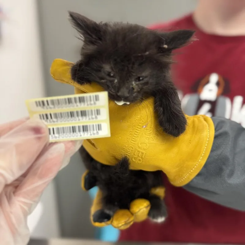 A baby small-sized male Black Domestic Long Hair cat named Kevin for adoption in Charleston, WV