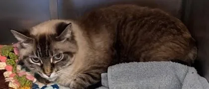 A senior medium-sized female Siamese cat named Lilly for adoption in Baraboo, WI