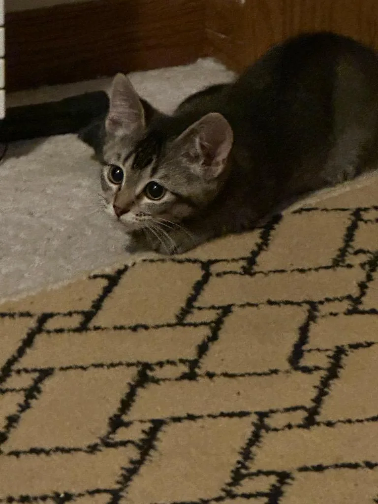 A baby small-sized female Domestic Short Hair cat named Emelia for adoption in Minnetonka, MN